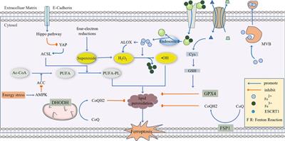 Ferroptosis, necroptosis and cuproptosis: Novel forms of regulated cell death in diabetic cardiomyopathy